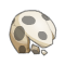 Coquille de Dragoss Noir