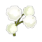 Coton Ancestral