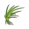 Algues abyssales
