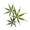 Chanvre Euphorique