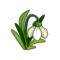 Perce-Neige