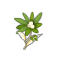 Edelweiss Marguerite