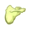 Scapula de Ben le Ripate