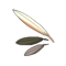 Plume de Cycloïde