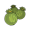 Graine de Pavot