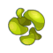 Haricot