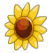 Bouclier du tournesol sauvage